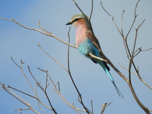Lilac-breasted Roller