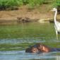 Grey Heron standing on Hippo