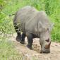 Lone Rhino