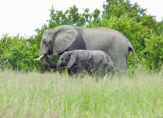Elephants