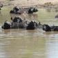 Lower Sabie.Buffalo