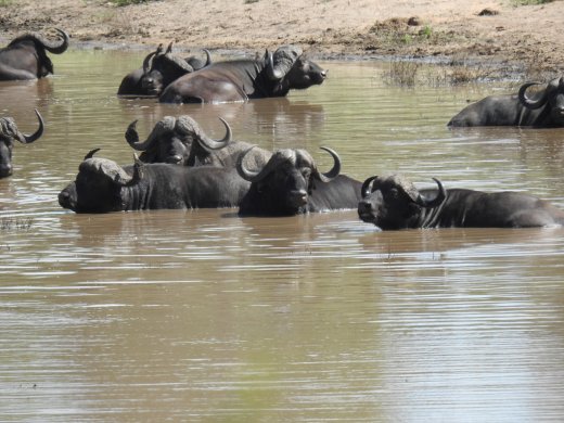 Lower Sabie.Buffalo