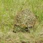 Leopard Tortoise