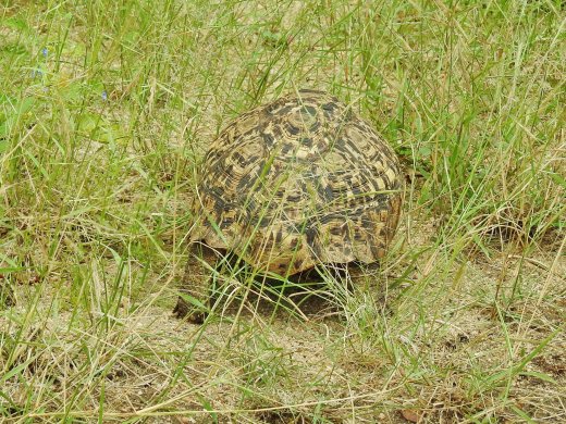 Leopard Tortoise