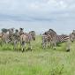 Zebra Herd