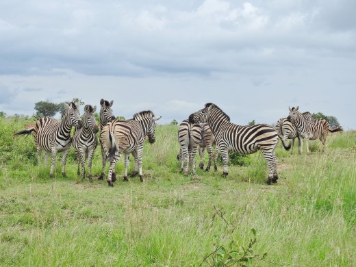Zebra Herd