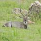 Shittlhave.Male Waterbuck
