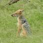 Black-backed Jackal