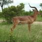 Stoic Impala