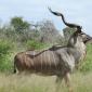 Gorgeous Kudu