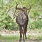 Wildebeest