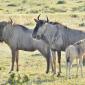 Wildebeest