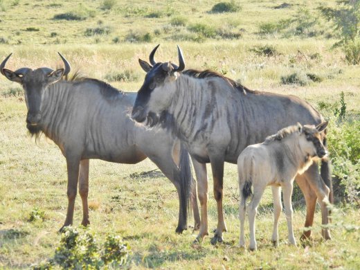 Wildebeest