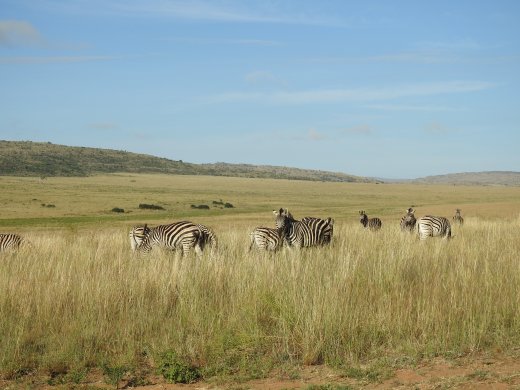 Zebra Herd