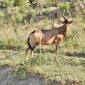 Red Hartebeest