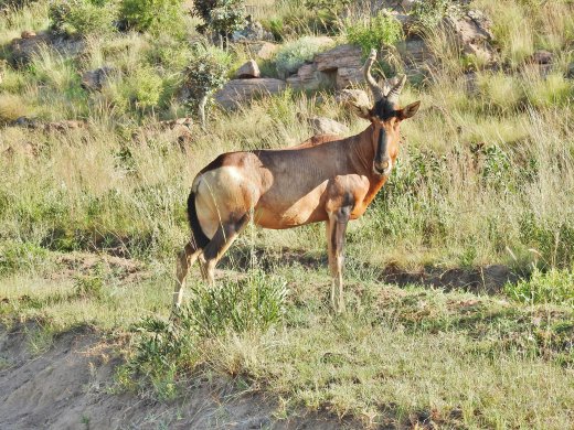 Red Hartebeest