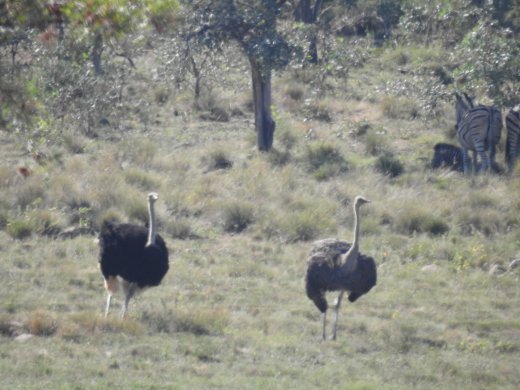 Pair of Ostrich