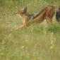 Black-backed Jackal
