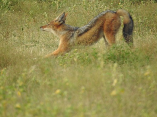 Black-backed Jackal