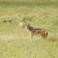Black-backed Jackal