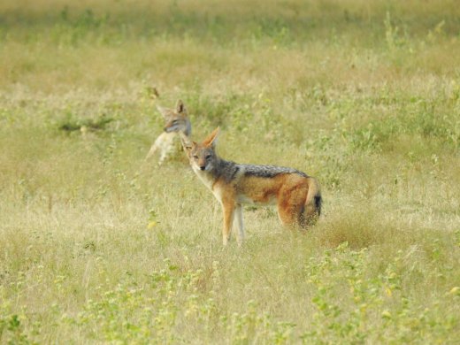 Black-backed Jackal