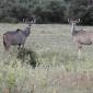 Female Kudu