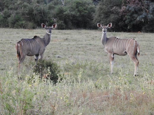 Female Kudu