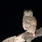 Spotted Eagle Owl