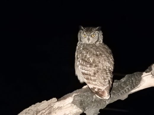 Spotted Eagle Owl