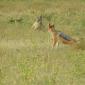 Black-backed Jackal