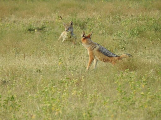 Black-backed Jackal
