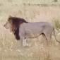 Male Lion