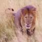Male Lion