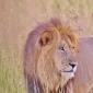 Male Lion