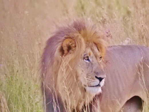 Male Lion