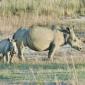 Rhino+Calf