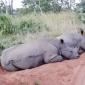 Two Female Rhino