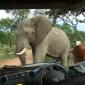 Naughty Elephant