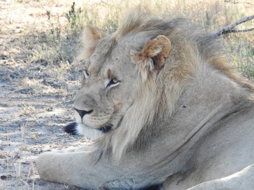 Three Lion Brothers - Dominant Left