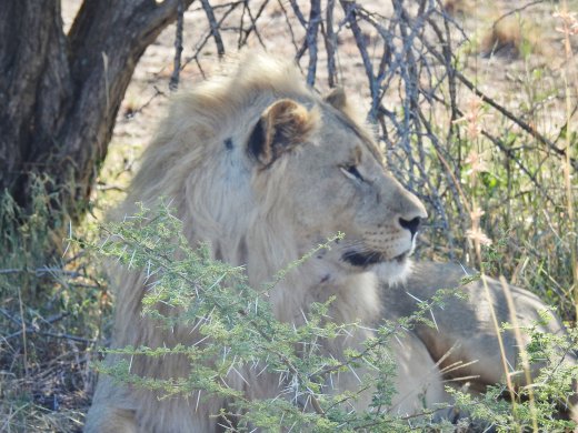 Three Lion Brothers - Blondie, Right