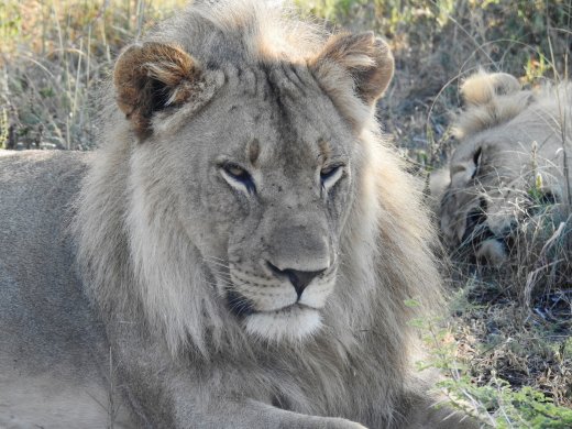 Three Lion Brothers - Center