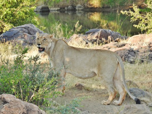 Female Lion