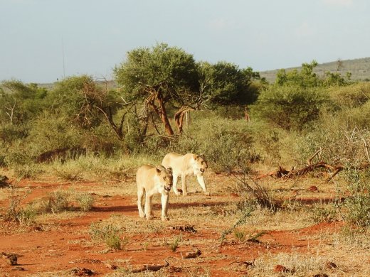 Subadult Female Lions
