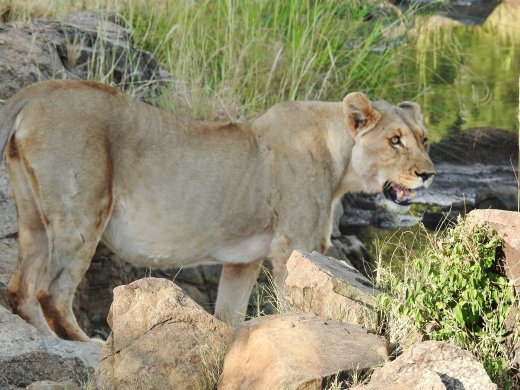 Female Lion