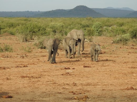 Elephant Group