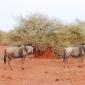 Wildebeest