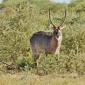 Waterbuck