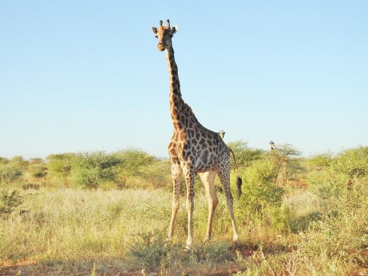 Giraffe