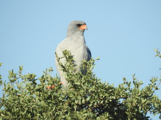 Goshawk Pale Chanting