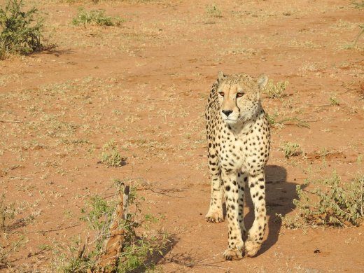 Bottom Cheetah Brother Leaving